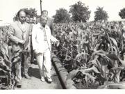 Vizita de lucru a lui Nicolae Ceauşescu în judeţul Constanţa. În imagine, la Întreprinderea agricolă de stat Amzacea.(20.VI.1979).