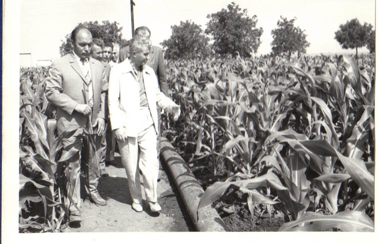 Vizita de lucru a lui Nicolae Ceauşescu în judeţul Constanţa. În imagine, la Întreprinderea agricolă de stat Amzacea.(20.VI.1979).