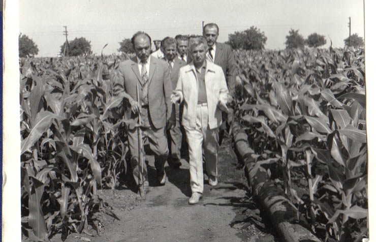 Vizita de lucru a lui Nicolae Ceauşescu într-una din fermele cultivate cu porumb ale I.A.S. Amzacea, jud. Constanţa. (20.VI.1979).