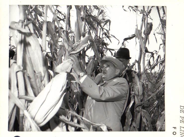 Vizita de lucru a preşedintelui Nicolae Ceauşescu în unităţi agricole din judeţele Ilfov şi Ialomiţa. În imagini, pe ogoarele I.A.S. Afumaţi. (6.X.1979).